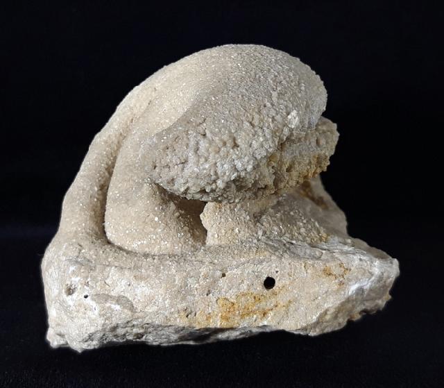 Eodiceras bavaricum (ZITTEL) - Bild © FossNet FossilienStore